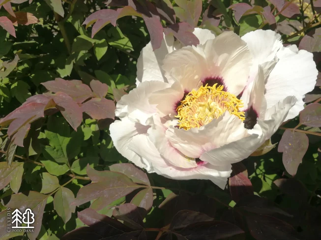 Paeonia × suffruticosa